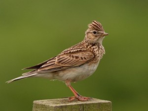 Skylark