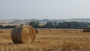 Bales at harvest