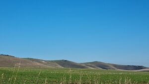 Pewsey Downs National Nature Reserve