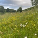 Wild Camping Wiltshire