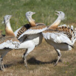 Great Bustard Group