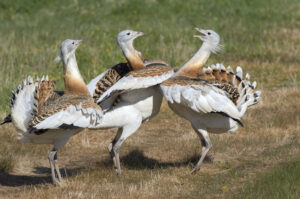 Great Bustard Group